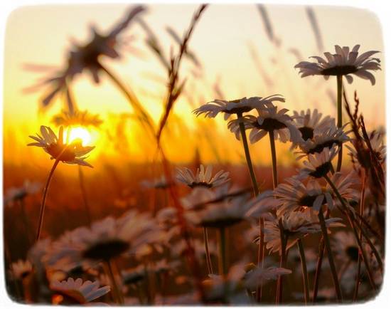 Созерцайте что-то прекрасное