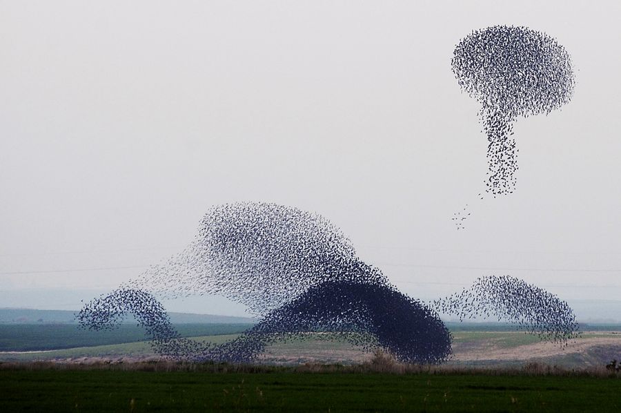 Formation of birds