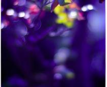 The Spirit Within — Rush Not my Child!